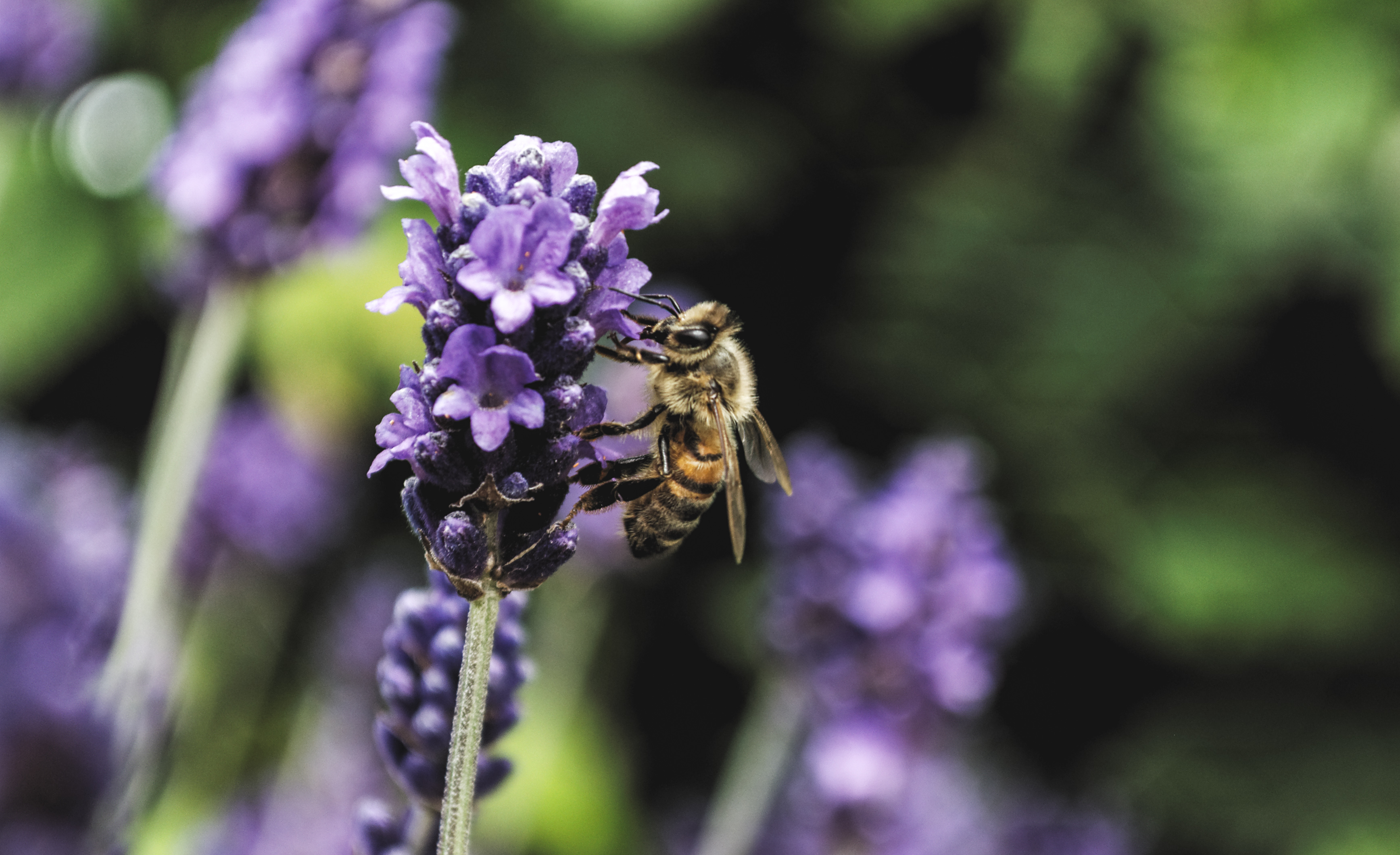 Lavender Bee